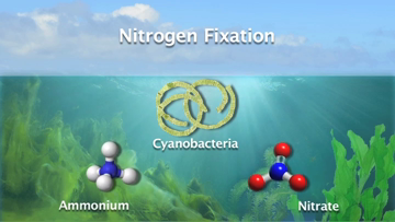 Still medium tp 2 cyanobakterien engl final